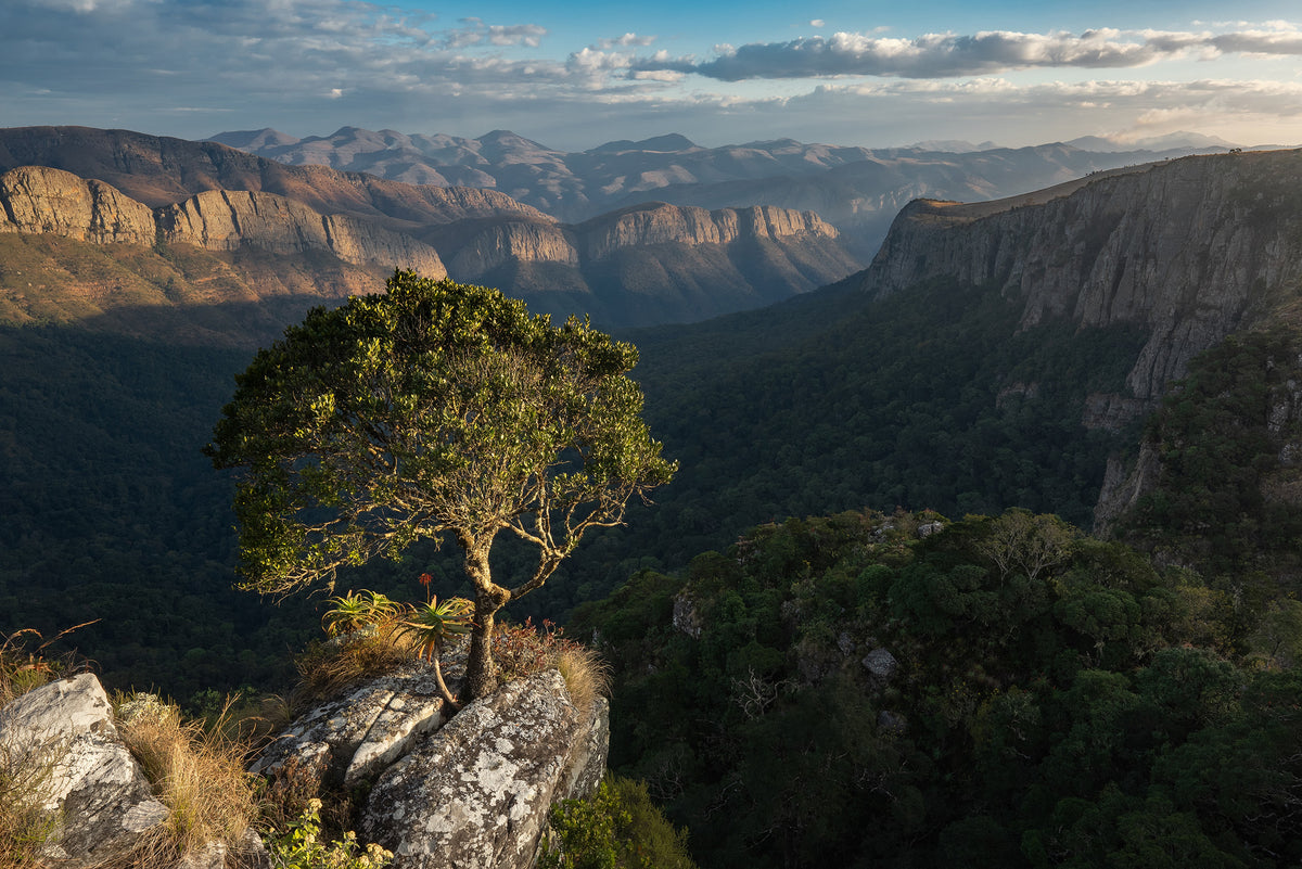 Limpopo Tree by Janik Alheit