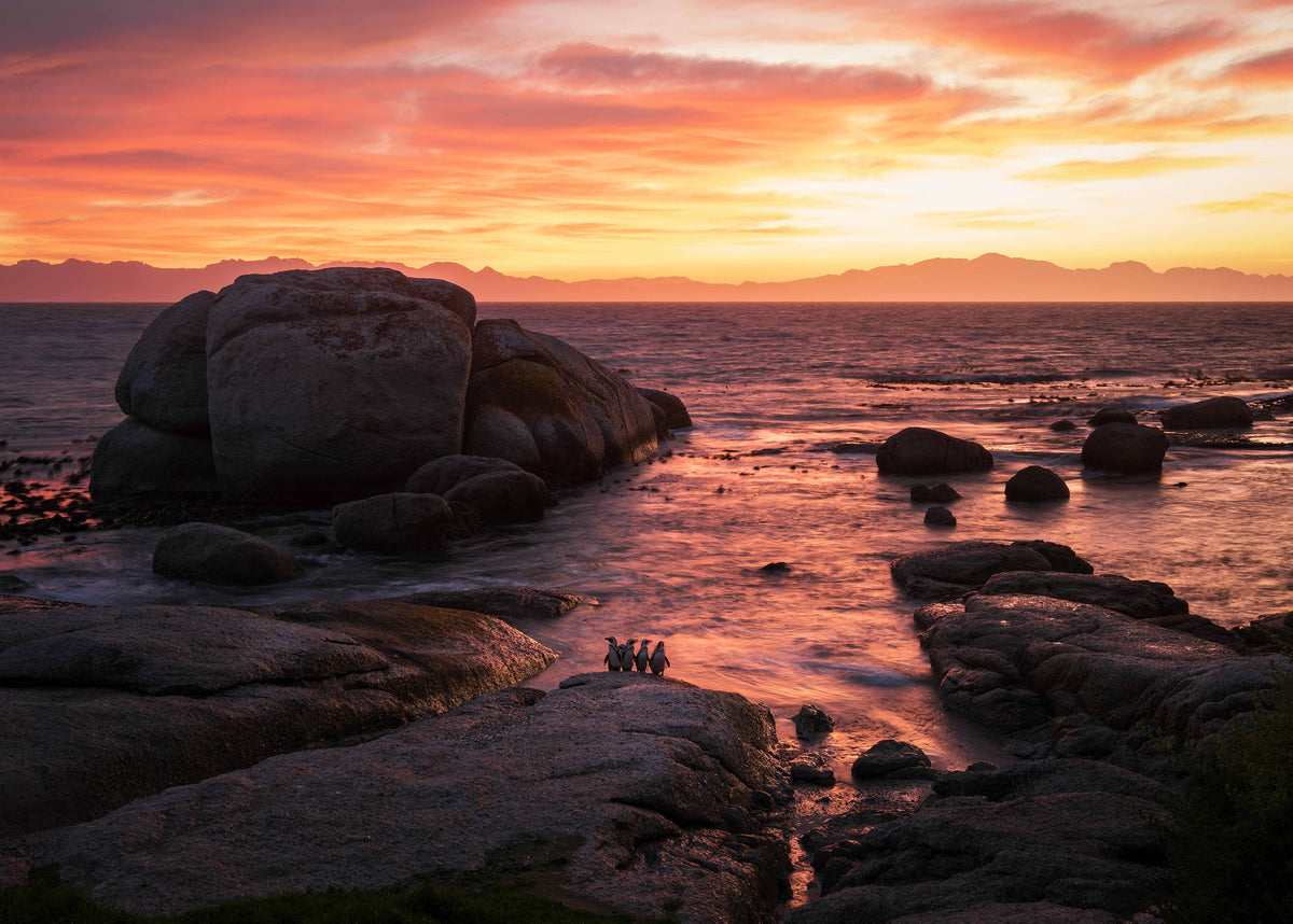 Flaming Penguin Sunrise by Jon Kerrin