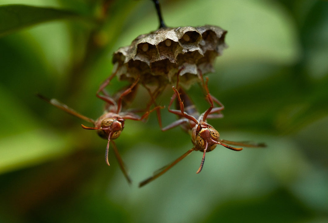 Getting Closer… Review of the Laowa 100mm f2.8 2x Macro lens
