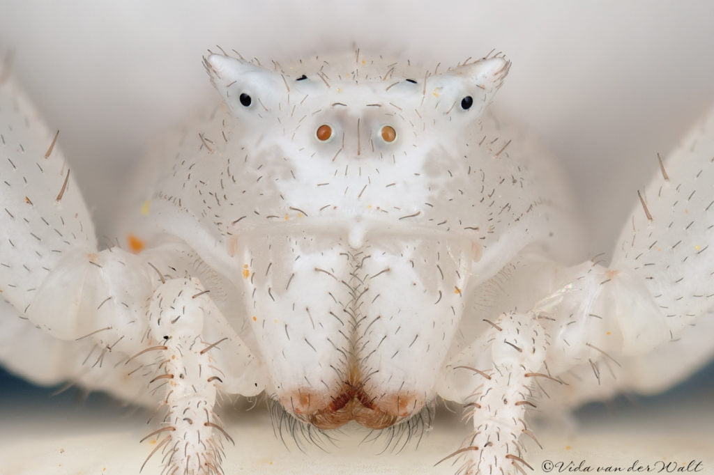 “My thoughts on the Laowa 25mm f2.8mm 2.5x – 5x Ultra Macro Lens” by Vida van der Walt